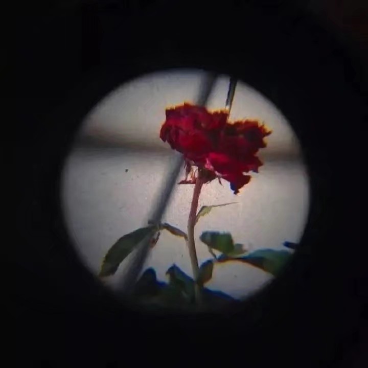 藤花抄