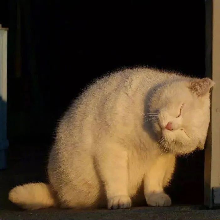 丧丧