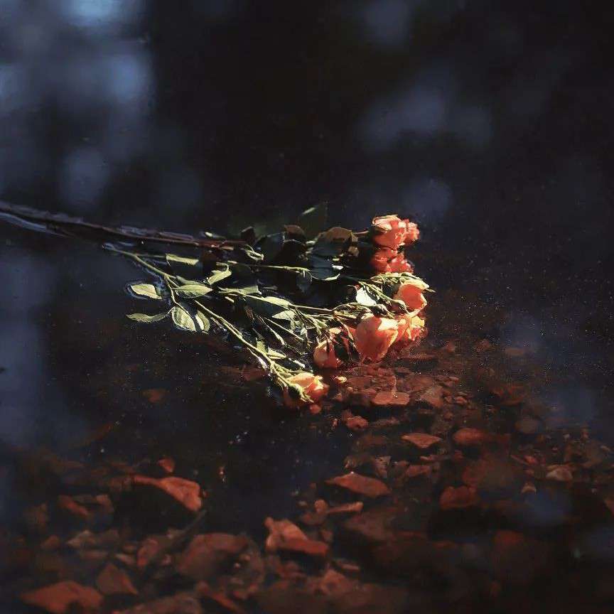 我的孤独是一座花园